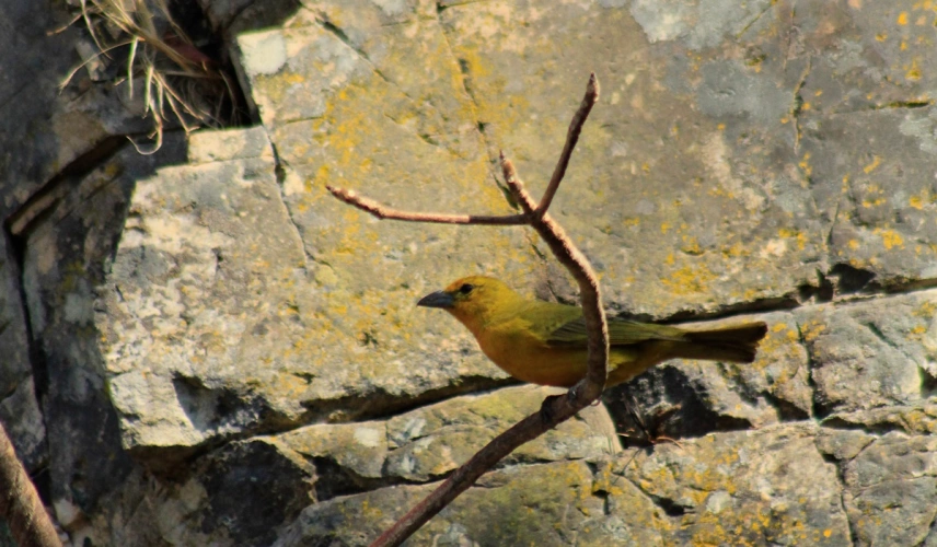 Pássaro de cor amarelada escura repousa em galho seco de plantação