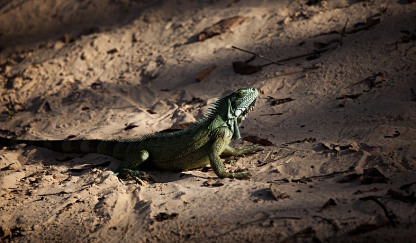 No centro da imagem, a iguana do Pantanal, réptil que se mistura em parte com o ambiente terroso através das cores que assume. No chão, terra e folhas secas.