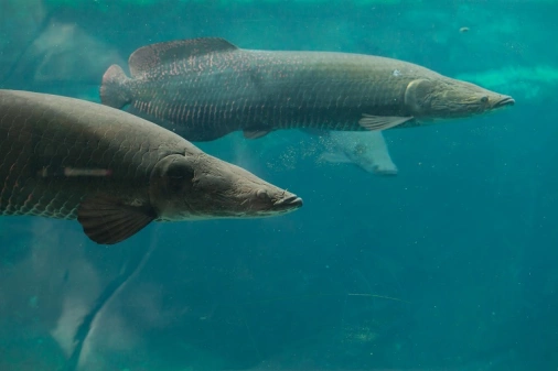 Dois peixes pirarucu fotografados de perfil submersos em água azul cristalina