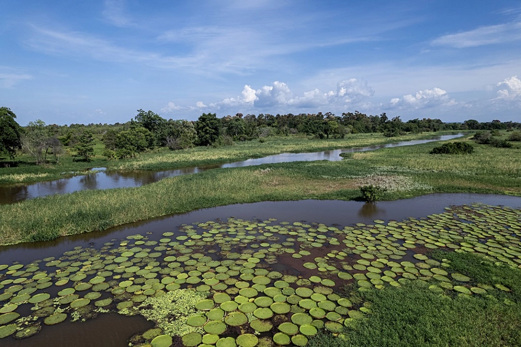 Paisagem de rio cobertos por cultivo de vitória-régia na floresta amazônica.