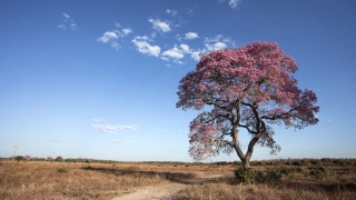 Pequena estrada de terra encontra-se com árvore folhosa cor-de-rosa em meio ao campo aberto do Pantanal em dia ensolarado.