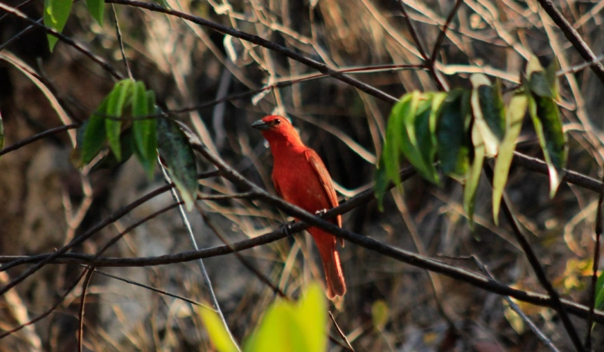 Pássaro de cor avermelhada e com tons terrosos repousa em galho de vegetação