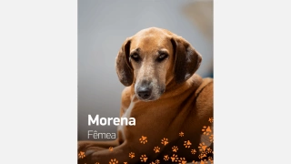 Cadela de pelo curto e marrom chamada Morena para adoção.
