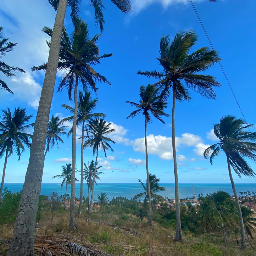 Atrás de altas palmeiras, uma pequena mostra da cidade de Maragogi, banhada por um vasto mar e céu claro com algumas nuvens.