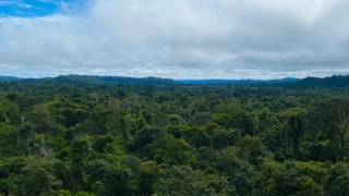 Vista aérea da Floresta Amazônia no MT num dia claro.