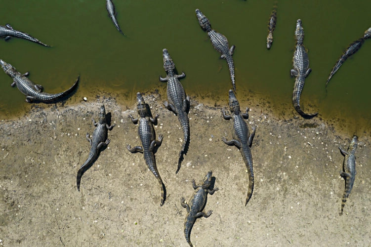 Grupo de jacarés visto de cima na margem de um rio no Pantanal.