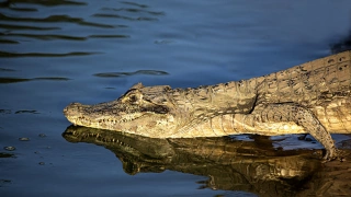 Jacaré-do-pantanal fotografado de perfil no momento em que começa a entrar no rio. A foto capta metade do seu corpo. O espelho d’água reflete a imagem do bicho.