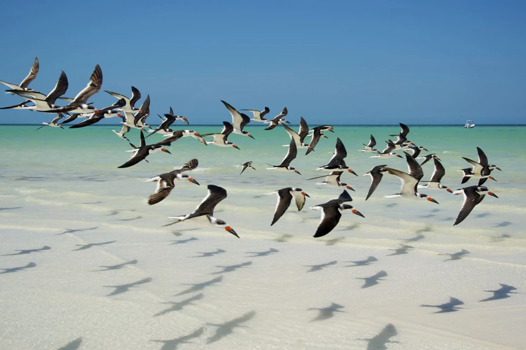 Um lindo bando Rynchops niger flutuando sobre a areia branca, com o mar ao fundo, na ilha Holbox, no México. Mar de um tom verde translúcido contrasta com o céu sem nuvens e as areias branquíssimas.