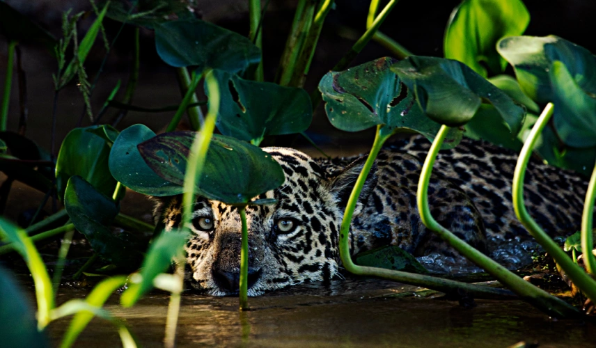 Onça-pintada nas águas do Pantanal, olhando diretamente para a câmera. À frente da imagem, vegetação aquática com folhas verdes.