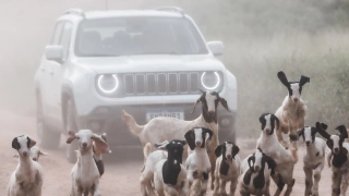 Em primeiro plano, um bando de pequenos carneiros correm numa estrada de terra, seguidos de um carro e uma nuvem de poeira ao fundo.
