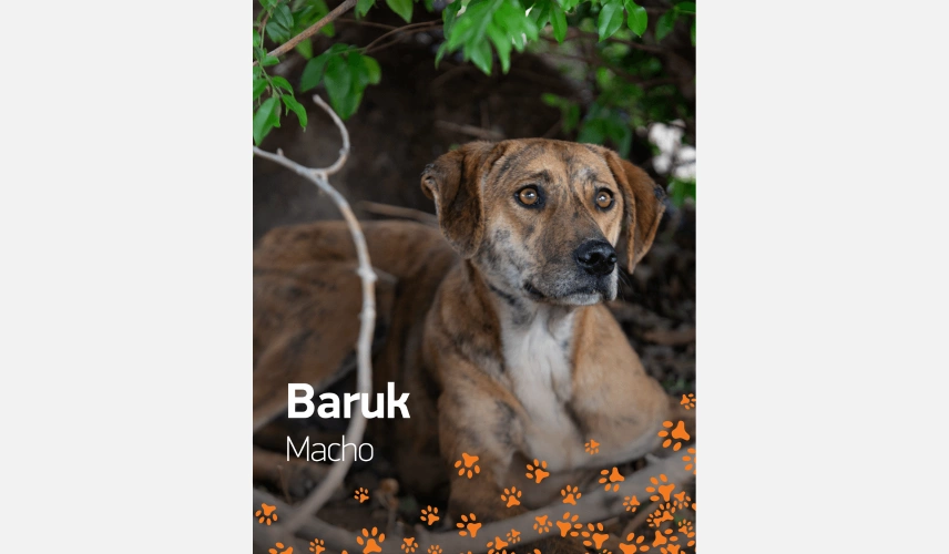 Cão de pelo curto e marrom chamado Baruk para adoção.
