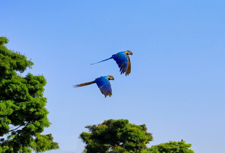 Duas araras azuis voam pelo céu em dia claro com galhos de árvores e folhas verdes ao fundo