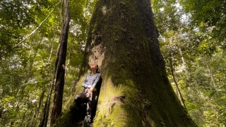 Mel Fronckowiak se apoia em enorme castanheira na Floresta Amazônica.