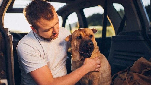 Homem branco usando calça jeans e camiseta cinza faz carinho em um cachorro na parte de trás de um carro.