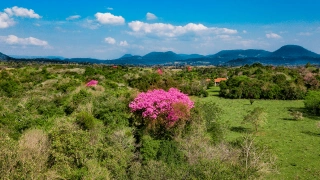Vista aérea de um campo coberto por vegetação nativa. Destaque para uma árvore florida