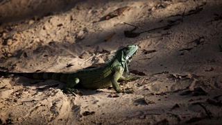 No centro da imagem, a iguana do Pantanal, réptil que se mistura em parte com o ambiente terroso através das cores que assume. No chão, terra e folhas secas.