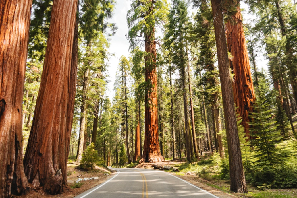 Estrada cercada de enormes árvores de sequoia, encontradas no Redwood National Park, na Califórnia, Estados Unidos.