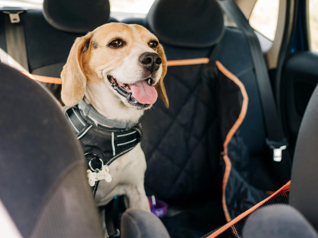 Cachorro aparece sentado no banco traseiro de um carro usando um cinto de segurança para cachorros.