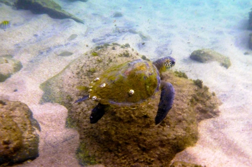 Tartaruga marinha nada em meio a corais sob areia branca em mar de água translucida