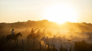 Nascer do sol no Pantanal. Raios de luz incidem sobre dezenas de bois e, montados em cavalos, os peões com chapéus. Um peão toca o berrante.