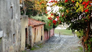 Rua de pedra com casinhas simples e coloridas de um lado e árvore florida de outro