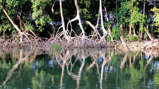 Vista frontal de um Manguezal, onde raízes de árvores entram nas águas