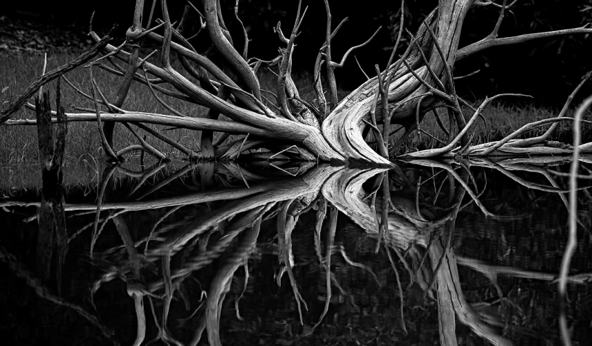 Diversos galhos que saem de tronco de árvore submersa na água. Imagem e preto e branco.