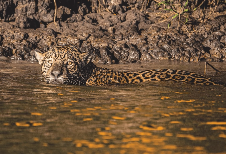 Onça-pintada nas águas do Pantanal, olhando diretamente para a câmera.