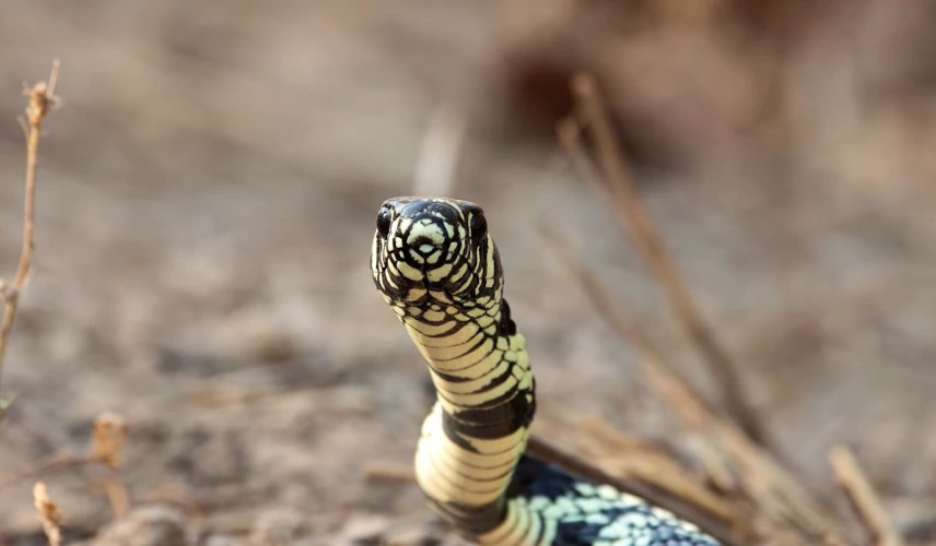 Cobra caninana avistada no durante expedição no Pantanal.