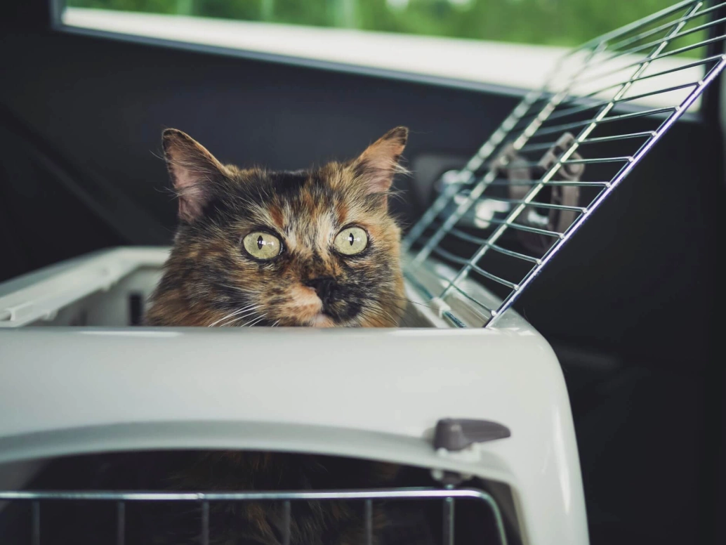 Dentro de um carro, um gato coloca a cabeça para fora de uma caixa de transporte aberta.