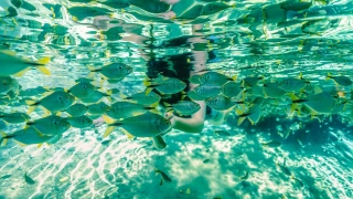 Pessoa mergulha em lagoa de água azul cristalina com vários peixes submersos