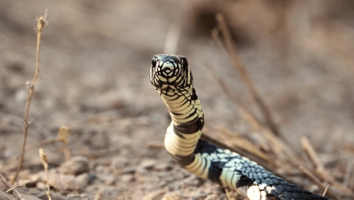 No Pantanal, a cobra caninana é chamada de “cantagalo”