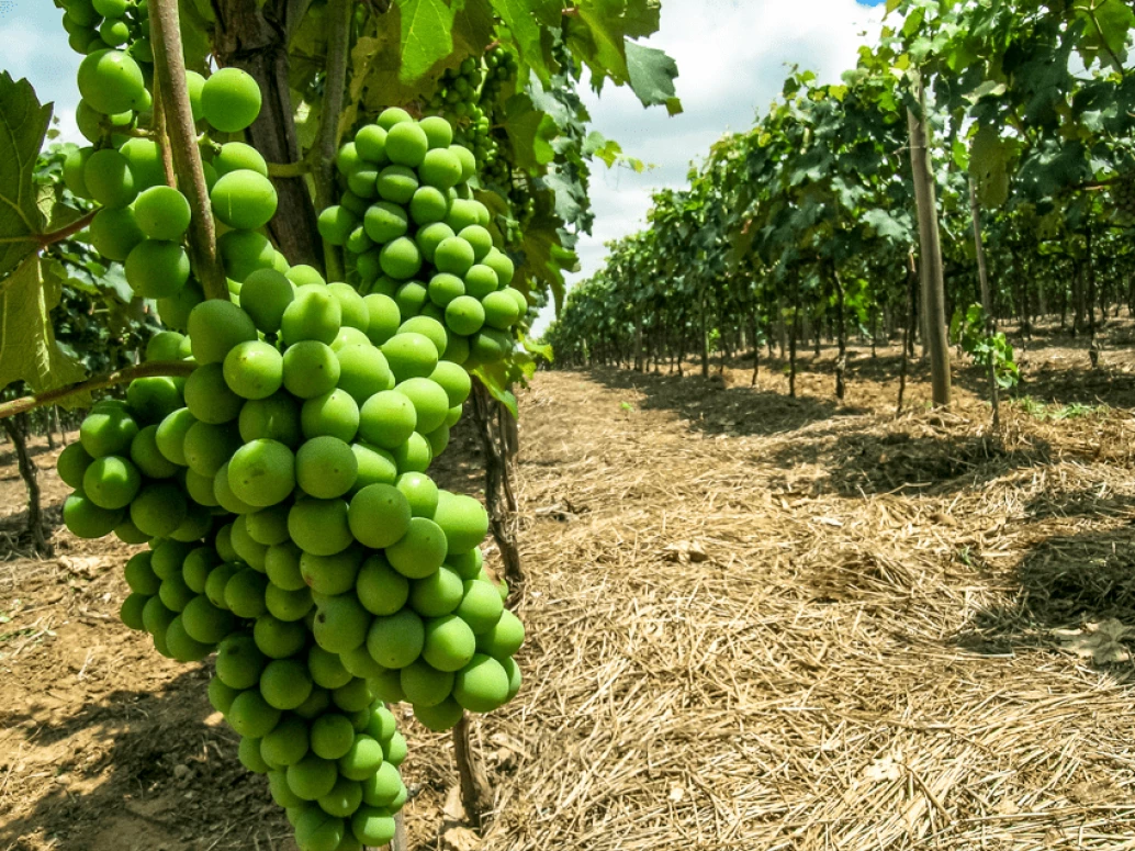 Foto com destaque a cacho de uvas verdes graúdas, da qualidade “uvas-brancas” em um vinhedo na cidade de Jundiaí, SP.