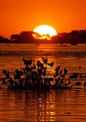Pôr do sol reflete nas águas do rio Paraguai e forma uma fotografia alaranjada, marcando a silhueta de algumas plantas