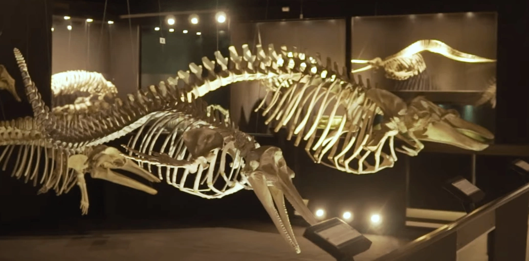 Ossadas arqueológicas de dinossauros preservadas em museu