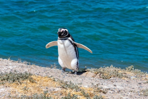 Pinguim gracioso abre as asas em frente a uma formação de água verde-azulada