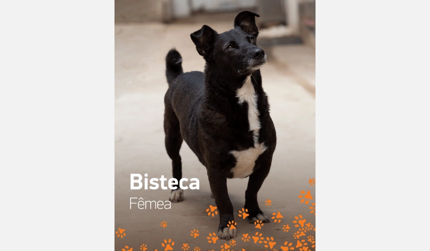 Cadela de pelo curto, preto e branco chamada Bisteca para adoção.
